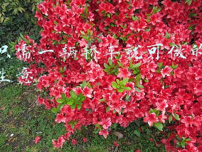 只需一辆轿车就可做的生意