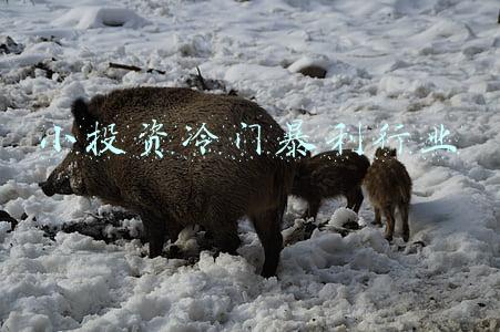 小投资冷门暴利行业