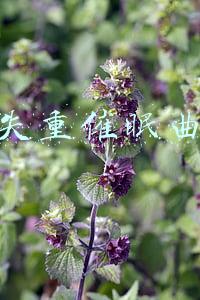 失重催眠曲有用吗(泰式SPA+舒眠音乐，足不出户的享受—奥佳华OG7306大白奥按摩椅)