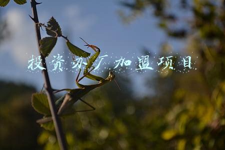 加盟办厂项目有哪些(了解靠谱的小型加工厂有哪些之后，网友直呼：不愁销路)