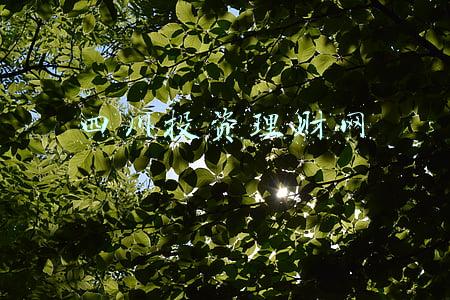 四川发展股权投资基金管理有限公司(四川成渝(601107.SH)风险提示：公司主营业务不涉及数字货币相关业务且无相关投资计划)