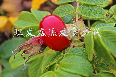 去理发店漂发多少钱《去理发店漂发大概多少钱》