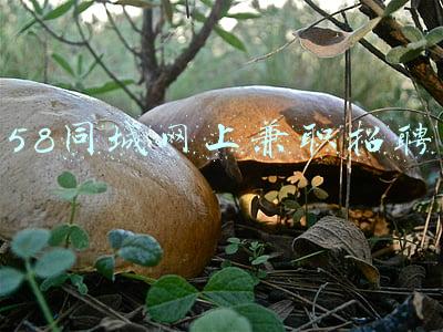 58同城网上兼职招聘