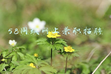 58同城网上兼职招聘福永镇(叮当快药流血IPO失利 外忧内患夹击恐难高枕无忧)
