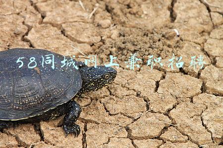 网上兼职招聘(包接送、包两餐！快递行业急聘“临时工”！一天200元+，只高不低)