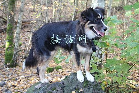 接活网名(专业代吵有剧本 接活群主每单至少抽10元)