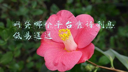 网上贷款哪个平台正规利息低(闲聊一下：2021年正规贷款平台年利率是多少？)