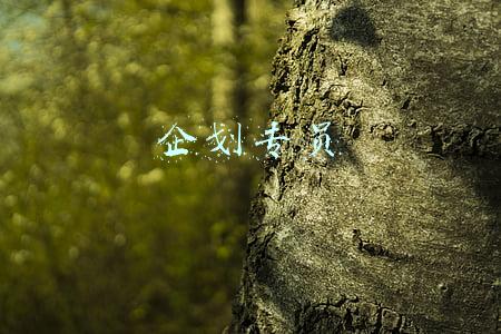企划专员