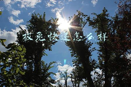 极兔快递怎么样