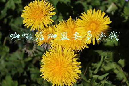 咖啡店加盟大概多少钱:咖啡店加盟条件