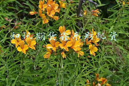 和讯期货期市大家谈(期现量比不及美国二分之一，中国期市 “疯狂”吗？)