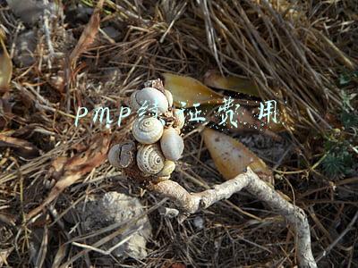 PMP续证费用支付可以用储蓄卡吗(PMP考试报名费用该如何支付？)