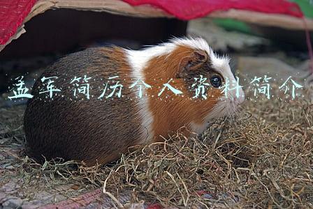 孟军简历个人资料简介