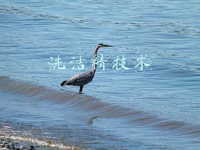 洗洁精技术培训(污水处理系统培训手册，值得一看)