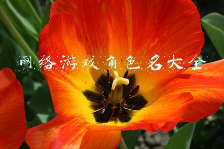 游戏角色名称大全(情人节抓老婆了！游戏中让人心动的女性角色TOP10)