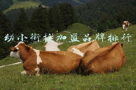 幼小衔接合作加盟(幼小衔接加盟校区如何不违背政策做好课程设计？)