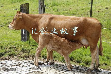 搞IT怎么创业(技术人员创业路径)