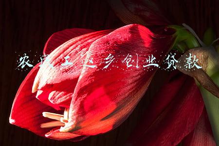 农民工返乡创业贷款有猫腻吗(包回收签合同，100天赚20万，大学生回乡养鸭，误入“养殖坑”)