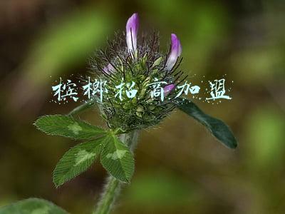 槟榔招商加盟佰旺(“佰旺新生 共赢未来”「榔佰旺」品牌上市首发在即)