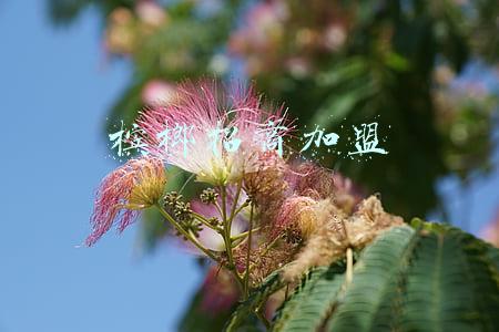 槟榔招商加盟