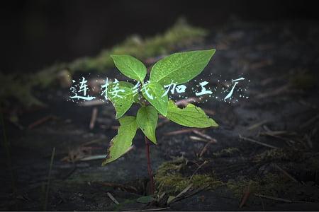 电子连接器连接线的厂(北交所打新之泓禧科技：联想、惠普、戴尔的电子线组件供应商)