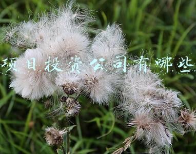 项目投资公司有哪些