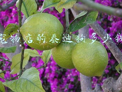 宠物店买泰迪狗价格表 宠物店泰迪多少钱一只