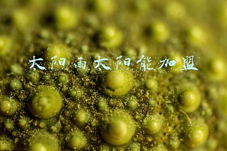 太阳雨太阳能加盟电话(这起丑闻，得从林志玲讲起)