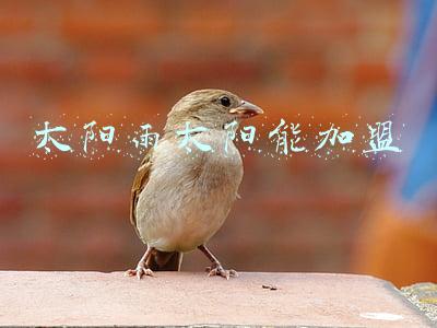 太阳雨太阳能加盟代理(中国太阳能第一大猛人，消停了、平静了，和花花草草做朋友了)