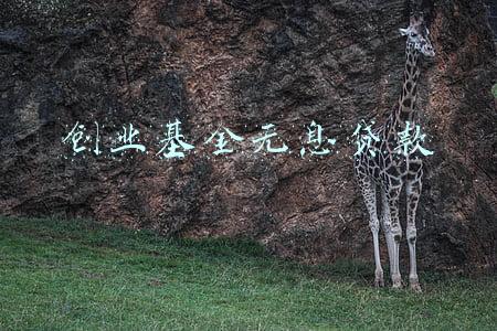 创业基金无息贷款