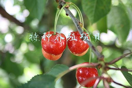 特种养殖项目