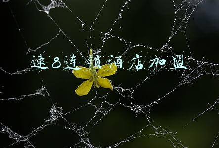 速8连锁酒店pms系统(未经授权在线点播《反贪风暴2》速8酒店经营方被判侵权)