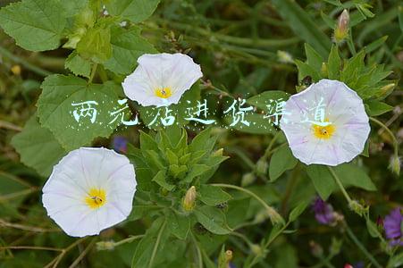 两元店进货渠道