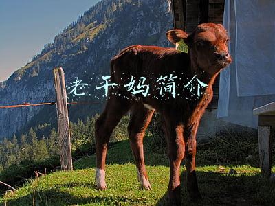 老干妈简介