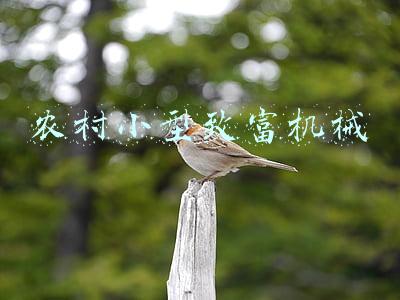 适合农村的致富机械(农村赶集哪些玩意儿有“钱”途？总结6款，收藏)