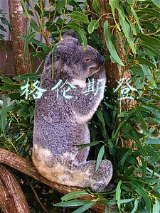 格伦斯登