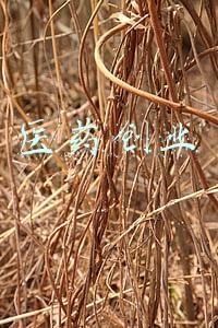 医药创业