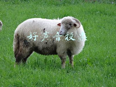 好声音投票