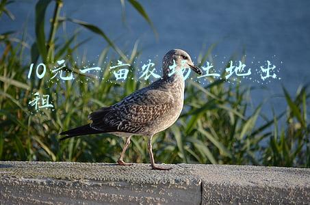 10元一亩农场土地出租