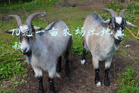 上海土地多少一亩(上海市耕地多少钱一亩？附上海市耕地占用税税额标准)