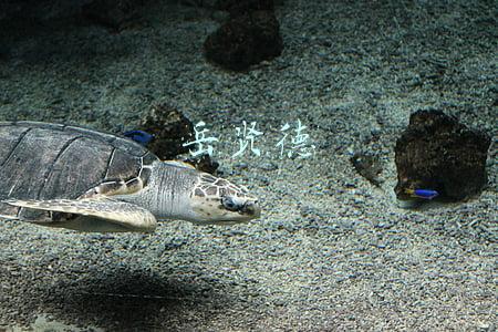 岳贤德设计车标(知青 | 陈好梅​：半世纪前重庆的“乡村爱情故事”)