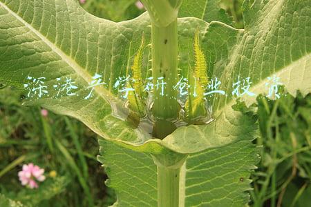 深圳产学研合作促进会(推动科技金融融合发展，2021中国科技金融论坛在穗举办)