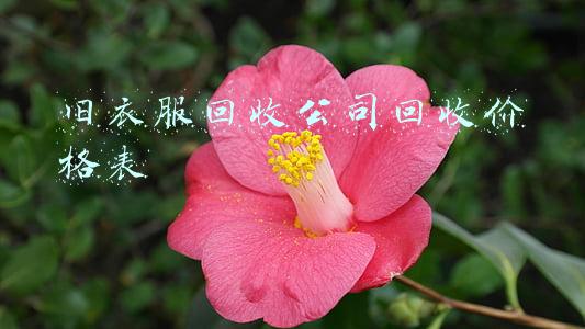 旧衣服回收公司回收价格表
