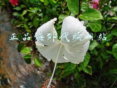 正品海外代购网站叫什么橙(社区团购收缩！滴滴旗下橙心优选“无法正常购买”，官微暂停更新！已有平台倒下...... #热点复盘#)