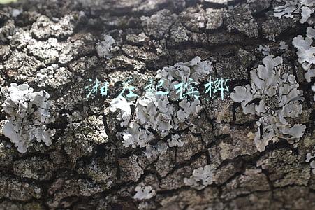湘左记槟榔官网(湘乡潭市镇全力保障企业复工复产)