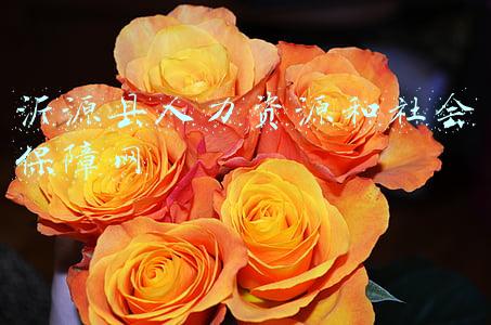 沂源县人力资源和社会保障网