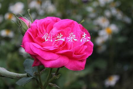 创业杂志