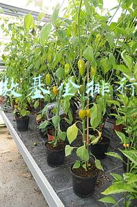 指数基金排行榜
