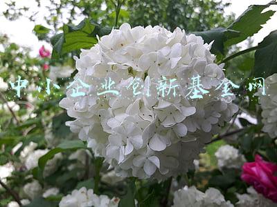 中小企业创新基金网