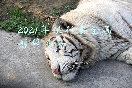 2021年银行要全面暂停房贷